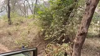 Tiger Raja