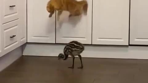 🤣🐾 Not Just Cats! The Ultimate Startled Pets Compilation | FunFM