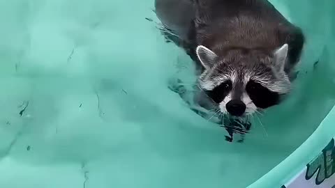 A family that rescued a distressed raccoon and welcomed it into their home.