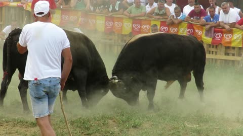 Zećo od Kubata vs Krivorog od Karalića Grđevac 2024