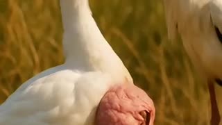 Breaking: Hero Stork Rescues Injured Duckling – Heartwarming Wildlife Moment!