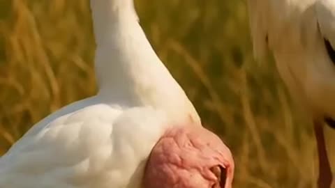 Breaking: Hero Stork Rescues Injured Duckling – Heartwarming Wildlife Moment!