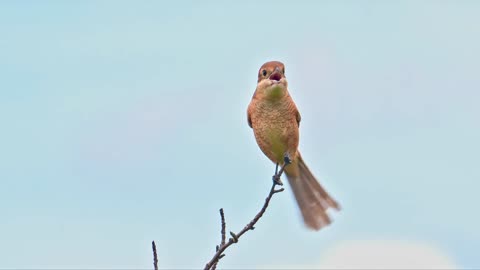 Bird, shrike, scalpel