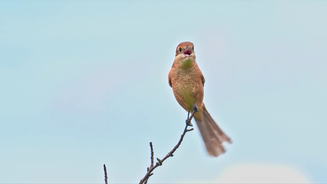 Bird, shrike, scalpel
