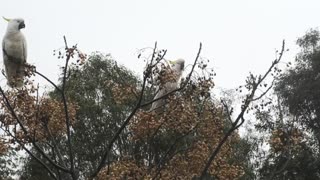Cockatoos at Jaya