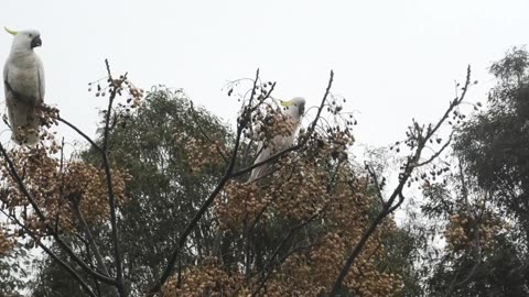 Cockatoos at Jaya