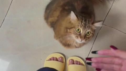 Cat： Mom, pet me quickly, pet me quickly