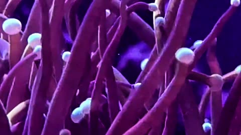 WHO’S THAT CORAL?! 🪸 Test Your Reef Knowledge! (Episode 8)