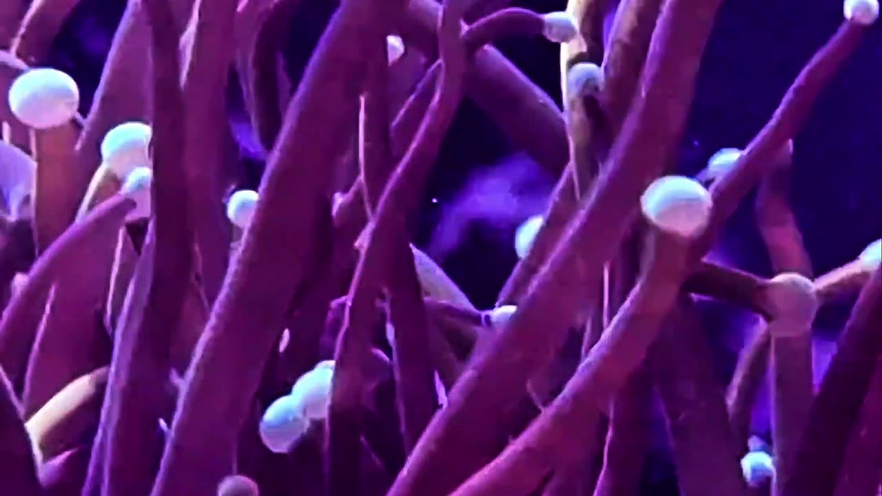 WHO’S THAT CORAL?! 🪸 Test Your Reef Knowledge! (Episode 8)