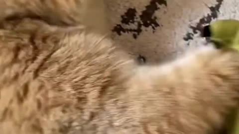 PLAY KITTENS