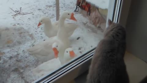Let me go to the geese!