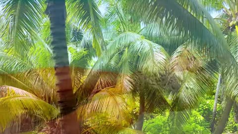 Deep Concentration Piano & Strings