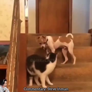 Animals Gone Wild Compilation 3