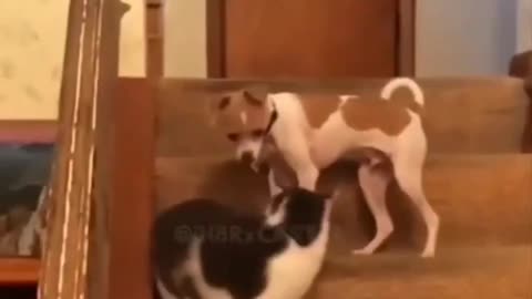 Animals Gone Wild Compilation 3