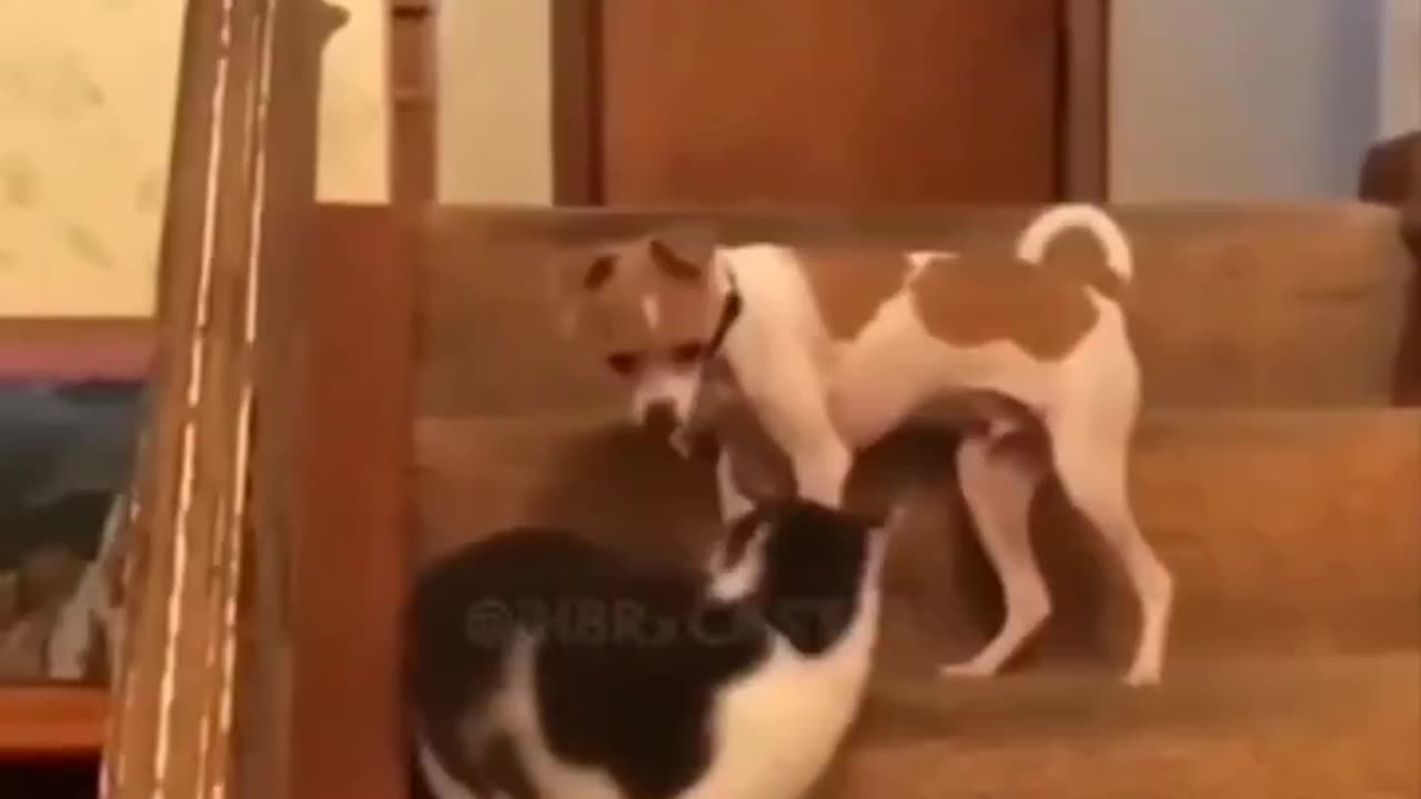 Animals Gone Wild Compilation 3