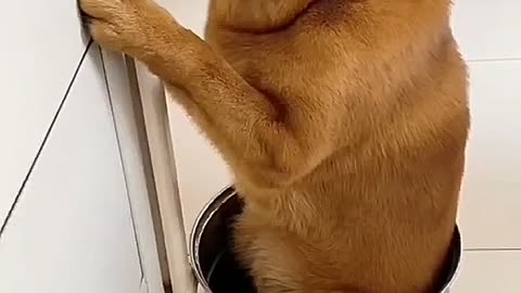 Johny Johny Yes Papa 🍬 | Funny Nursery Rhyme for Kids | #shorts #viralshort