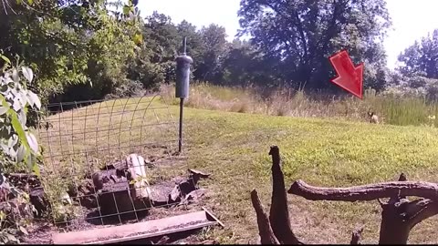 wild animals taking everything !