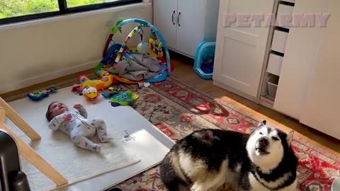 Big Dog, Tiny Friend – The Cutest First Encounter Ever!
