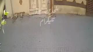 🤯🐴 Whoa, This Horse is a Thief! | FunFM