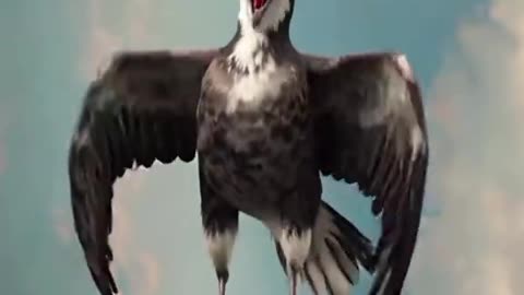 ¡La gaviota más tenebrosa! 💀