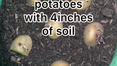 Grow potatoes in a grow bag