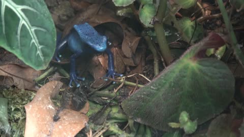 Poison Dart Frog