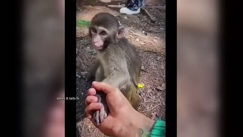 Funny animals