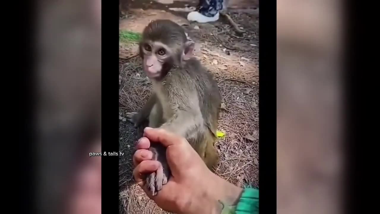 Funny animals
