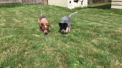 exploring the backyard 39082349