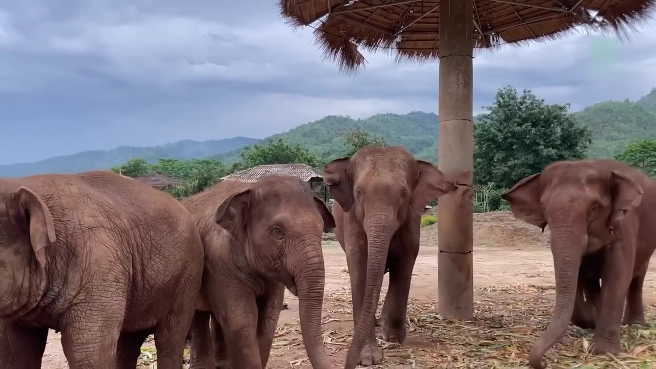 Babies Chaba and Pyi Mai call to the herd