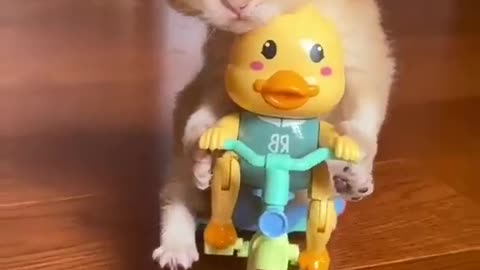 kucing lucu lagi main kuda kudaan Dan naik motor nih