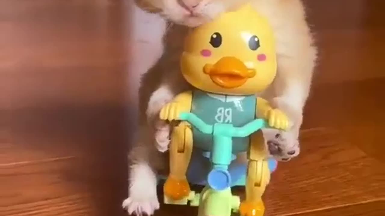 kucing lucu lagi main kuda kudaan Dan naik motor nih