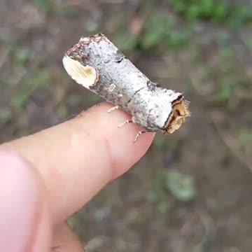 Crested butterfly camo