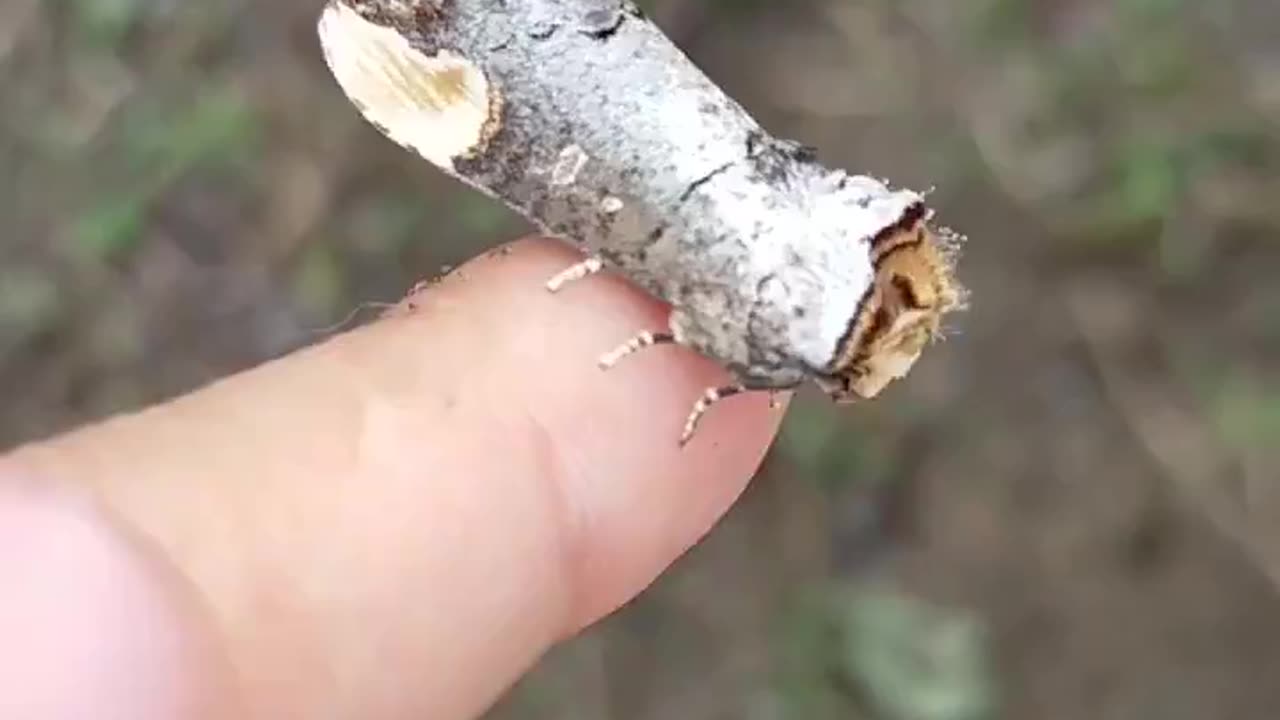 Crested butterfly camo