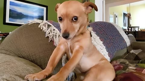 FUNNY PUPPIES 2025