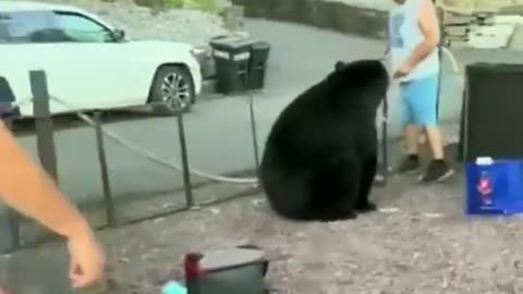 Man tells bear hes not invited and has to leave