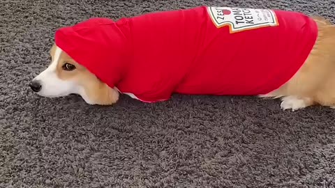 Animals Funny Video