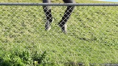 How Animals Get Over a Fence (With Emojis) 😂
