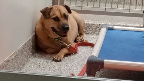 Duke 4y A777538 kennel 145 PACC shelter today he didn't want 2 have anything 2 do with me20251203408