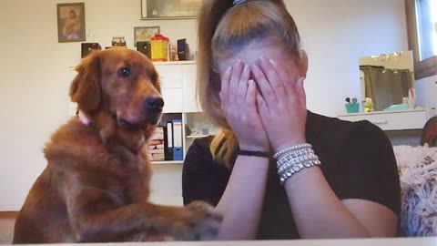 Affection Labrador dog Comforts Owner - Funny and Cute Dog Videos