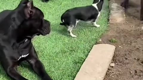 Trei Cane Corso vs un Chihuahua – Micul campion în mijlocul giganților! 🐕🐕🐕🐕