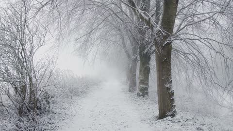 Walk In A Snow Forest