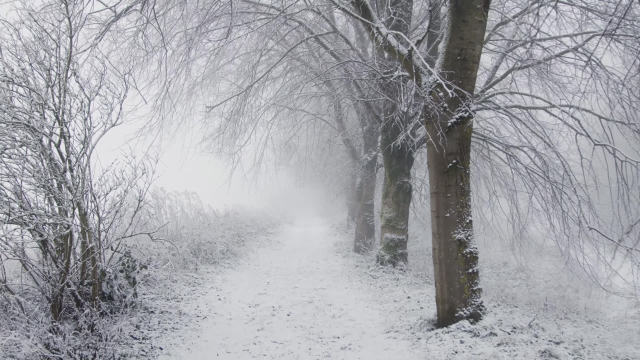 Walk In A Snow Forest