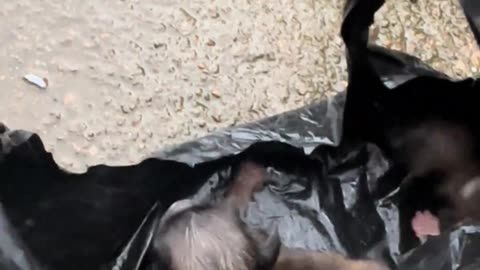 They Were Found in a Plastic Bag... Crying and Asking for Help! 😭🚨🐾