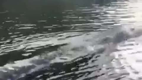 🤯🌊 Giant Saltwater Crocodile Races Alongside a Boat! | FeedMyCuriosity