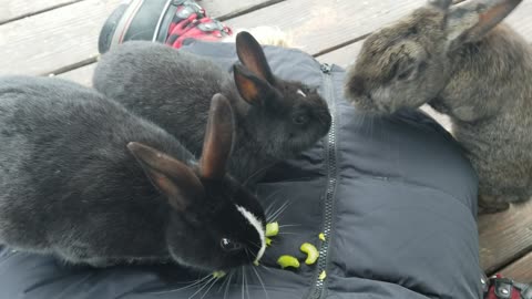 Lunch time with the bunnies mostly involves being a table. #SparklegleamFarm #Bunny #homestead