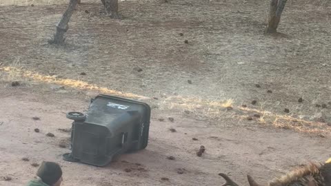 Elk Tries to Attack Car