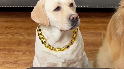 把狗狗气得都要说人话了The dog was so angry it could almost talk like a human
