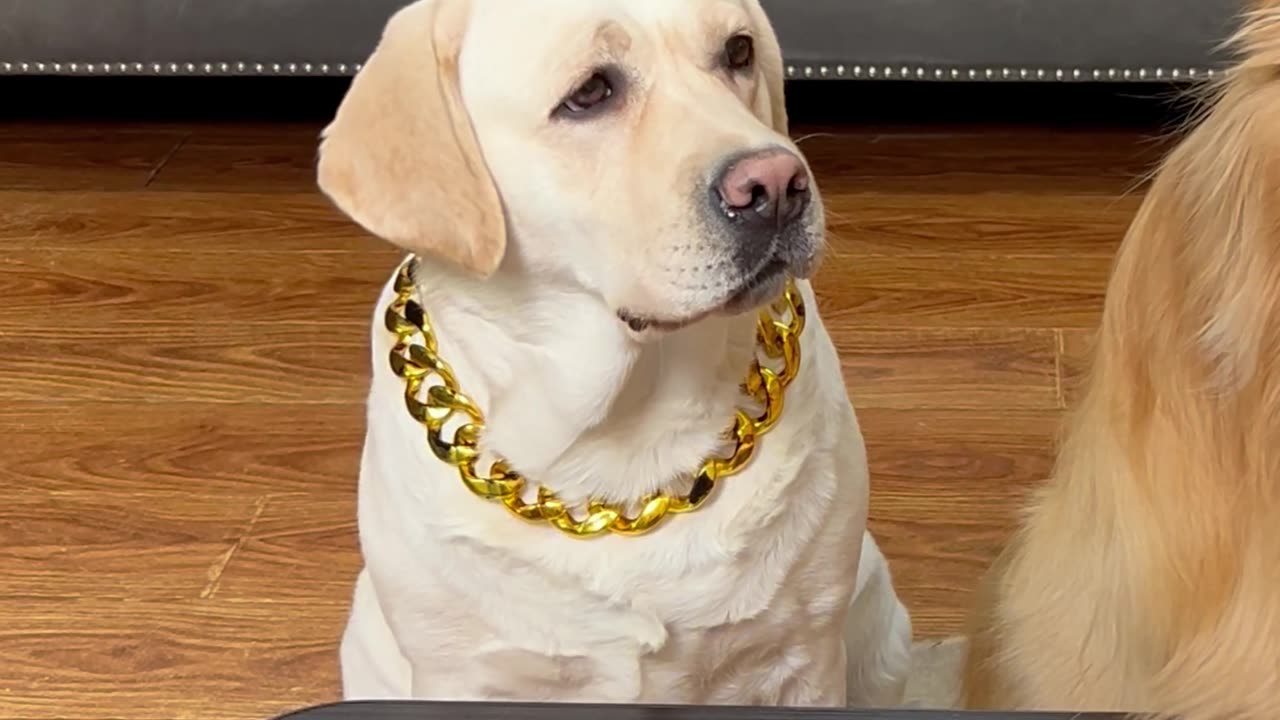 把狗狗气得都要说人话了The dog was so angry it could almost talk like a human