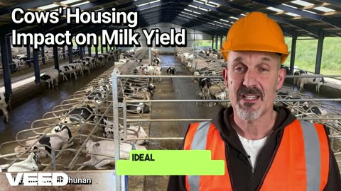 How Do Cows Perform Under Different Housing Systems